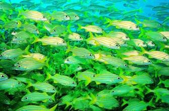 Maasive School Of Fish
