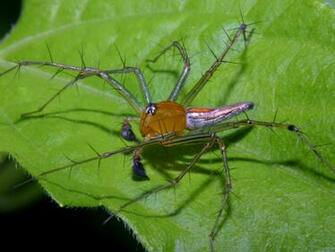 Lynx Spider Wallpaper