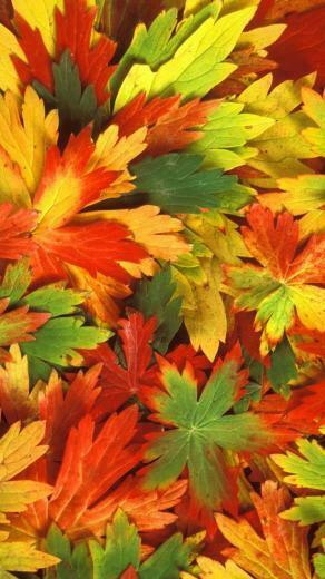 iPhone Wallpaper Fall
