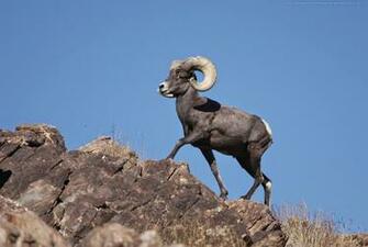 Alex Norie Gasketch American Bighorn Sheep HD Wallpaper