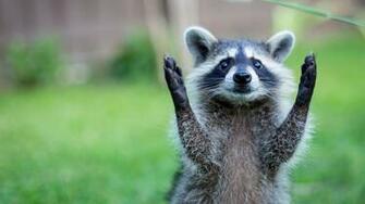 Full HD Wallpaper Raccoon Gesture Front Amusing Desktop