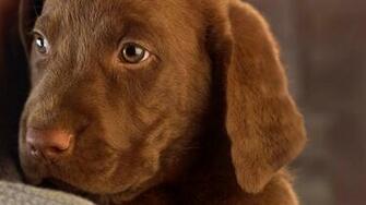 Brown Labrador Puppy Wallpaper