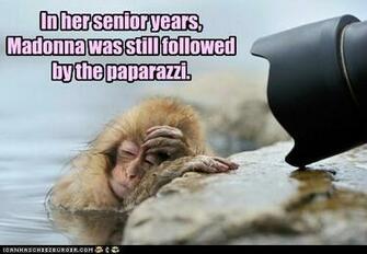 Funny Animals With Captions HD Wallpaper