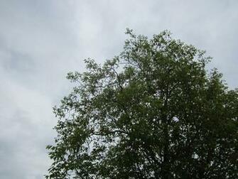 Tree Wallpaper Tall Wallpapere Org