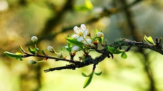 Wallpaper Details File Name Spring Flower Photos HD