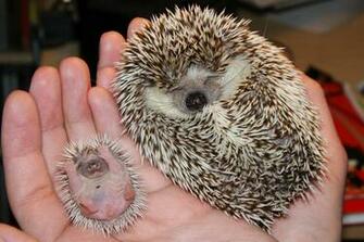 Mother Hedgehog And Piglet Funny Pictures Wallpaper
