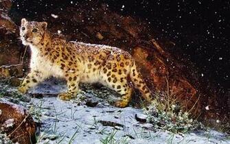 Snow Leopard Wallpaper HD Pictures One