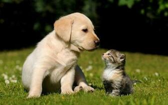 Golden Retriever Puppy HD Desktop Wallpaper