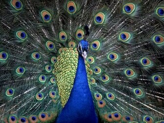 Peacock Desktop Wallpaper Funny Animal