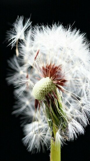 Dandelion Desktop Galaxy S3 Samsung Wallpaper