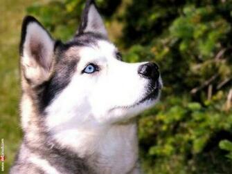 My Wallpaper Nature Husky