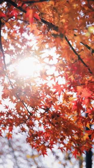 Autumn Phone Wallpaper