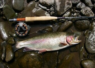 Reeds Cabins Fly Tackle Shop