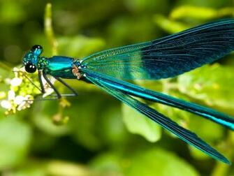 Dragonfly Wallpaper HD Net