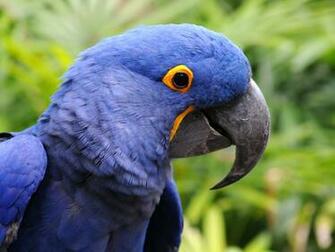 Hyacinth Macaw Wallpaper