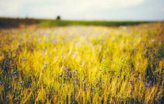 Wallpaper Wheat Purple Flowers Blue Background Widescreen