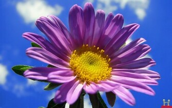 Purple Sunflower HD Nature Wallpaper E Entertainment