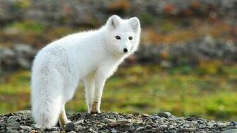 Arctic Fox Wallpaper