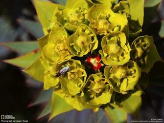 Desktop Wallpaper Flowers By National Geographic