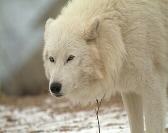 Arctic Wolf Wallpaper