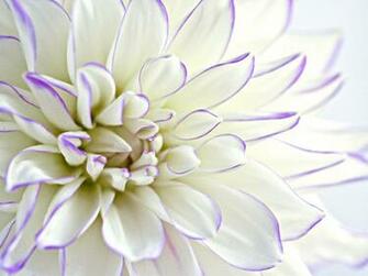 Dahlia Fondo De Pantalla