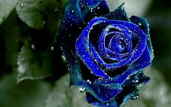 July By Stephen Comments Off On HD Wallpaper 1080p Blue Rose