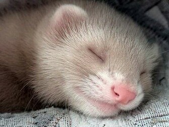 Sleep Ferret Wallpaper On Your Desktop