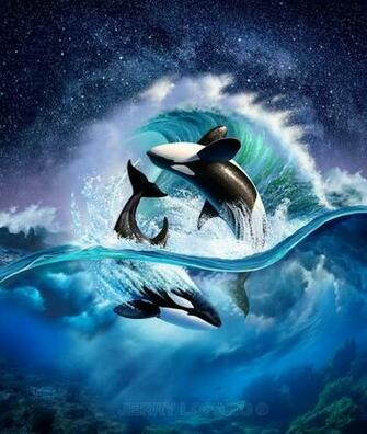 Beautiful Killer Whale Pictures And HD Wallpaper