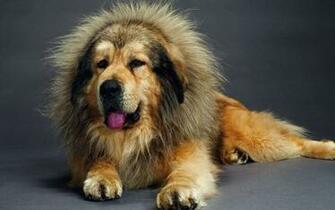 Beautiful Tibetan Mastiff Wallpaper And Image Pictures