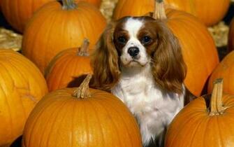 Cavalier King Charles Spaniels Spaniel