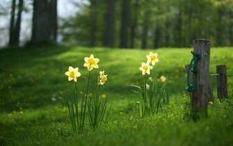 Grass Forest Flowers Yellow Daffodils
