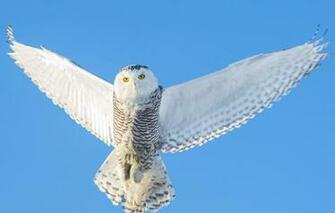 Wallpaper Snowy Owl Wings Animals