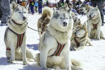 Dog Sledding Wallpaper High Quality