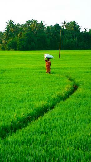 Green Field Wallpaper Mobile Phone Background
