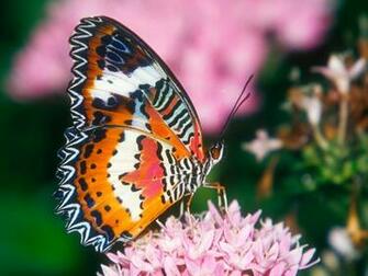 Colorful Butterfly Photos High Resolution Wallpaper Hivewallpaper
