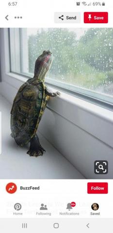 Turtle