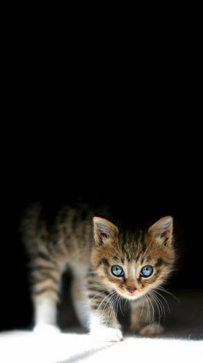 Recently Added Animal Mobile Phone Wallpaper