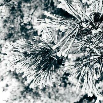Snow Tree Closeup iPad Air Wallpaper iPhone
