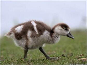 Desktop Wallpaper Animals Background Goose Desktopdress