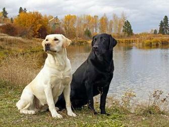 Labrador Retrievers Wallpaper Animals Library