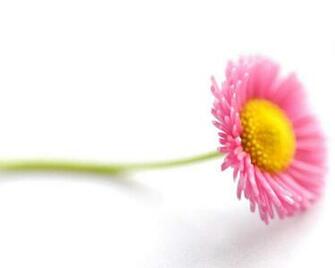 Single Flower Wallpaper