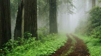 Wallpaper Forest Tree Usa California Fog Redwood In