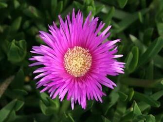 Coastal Flower Wallpaper HD Background Image Pictures