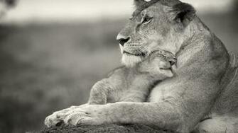 Lion Wallpaper Black And White Image