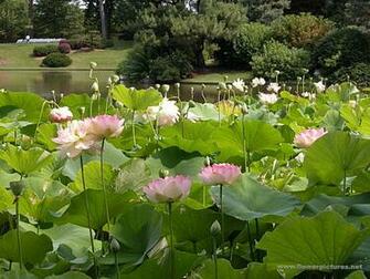 Lotus Pond Wallpaper