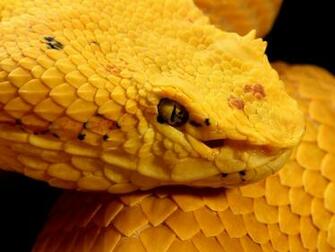 Eyelash Viper