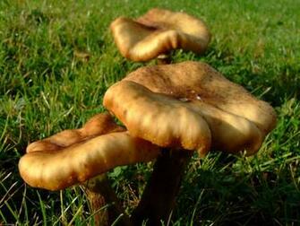 Mushroom Photos Desktop Background Wallpaper