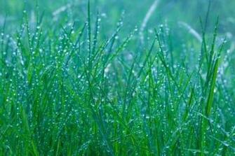 Spring HD Green Grass Close Up Under Rain Background