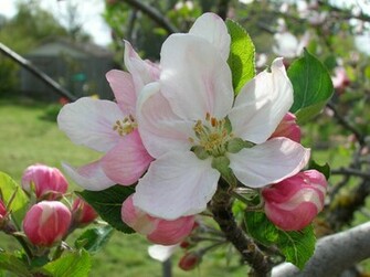 Apple Blossom Wallpaper Bonzy