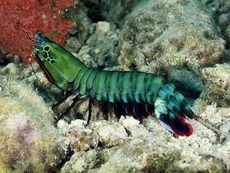 Exotic Shrimp Animal HD Wallpaper